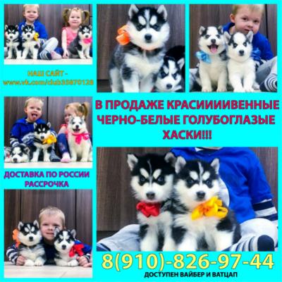 Продам щенка Хаски - Россия, Курск