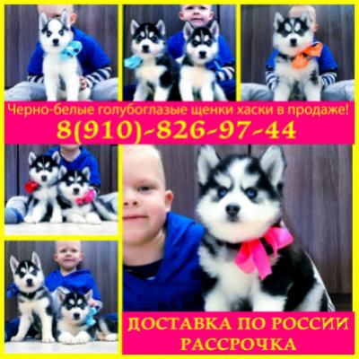 Продам щенка Хаски - Россия, Воронеж