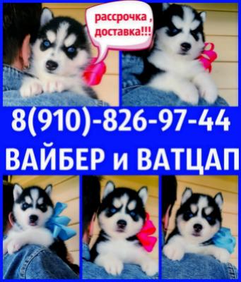 Продам щенка Хаски - Россия, Коломна