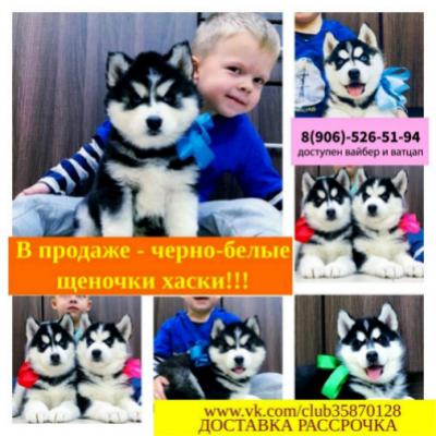 Продам щенка Хаски - Россия, Нижний Новгород