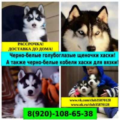 Продам щенка Хаски - Россия, Екатеринбург