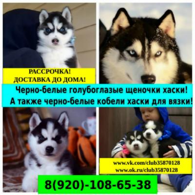 Продам щенка Хаски - Россия, Архангельск