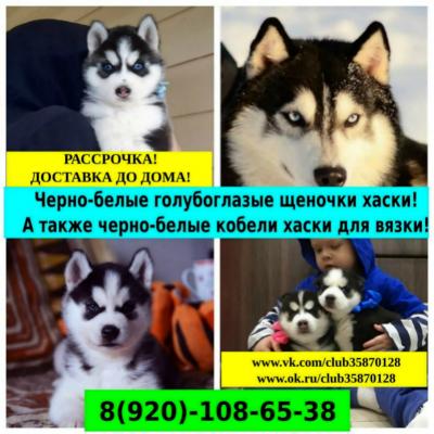 Продам щенка Хаски - Россия, Серпухов