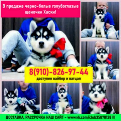 Продам щенка Хаски - Россия, Москва