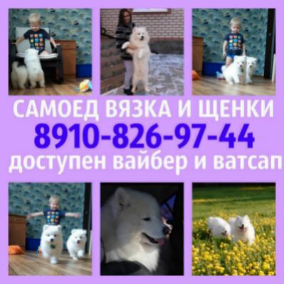 Продам щенка Самоед, самоедская лайка - Россия, Нижний Новгород