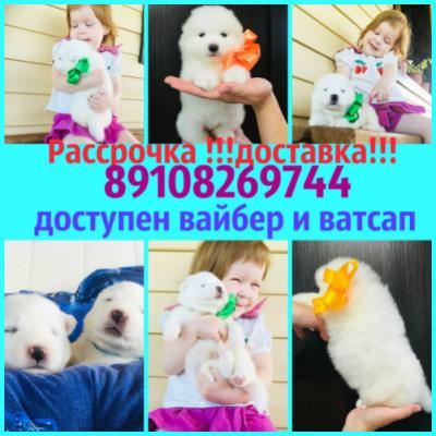 Продам щенка Самоед, самоедская лайка - Россия, Иваново