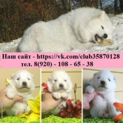 Продам щенка Самоед, самоедская лайка - Россия, Санкт-Петербург