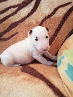 Продам щенка Бультерьер - Беларусь, Гомель. Цена 1200 рублей