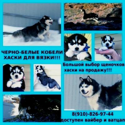 Продам щенка Хаски - Россия, Нижний Новгород