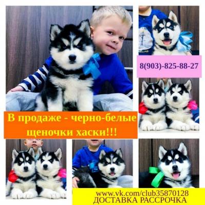 Продам щенка Хаски - Россия, Екатеринбург