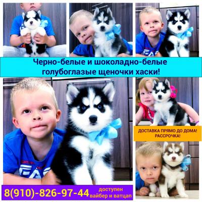 Продам щенка Хаски - Россия, Новосибирск