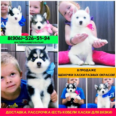 Продам щенка Хаски - Россия, Москва