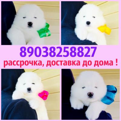 Продам щенка Самоед, самоедская лайка - Россия, Владимир