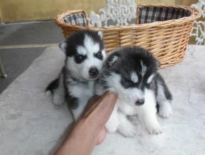 Продам щенка , husky - Россия, Санкт-Петербург. Цена 25000 рублей