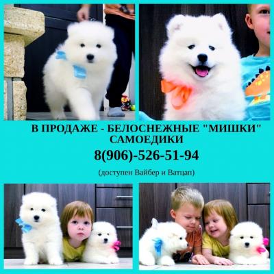 Продам щенка Самоед, самоедская лайка - Россия, Вологда