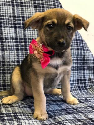 Отдам щенка в добрые руки Метис, Очаровательные щенки ищут дом. - Россия, Москва