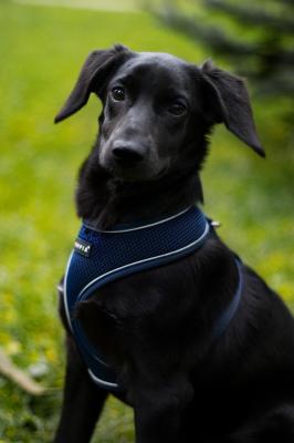 Отдам щенка в добрые руки Русский охотничий спаниель - Россия, Москва