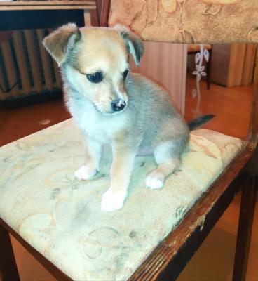 Отдам щенка в добрые руки Беспородная - Россия, Коркино