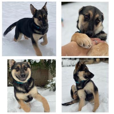 Отдам щенка в добрые руки Метис, Умничка Берта, метис овчарки, ищет дом! - Россия, Москва