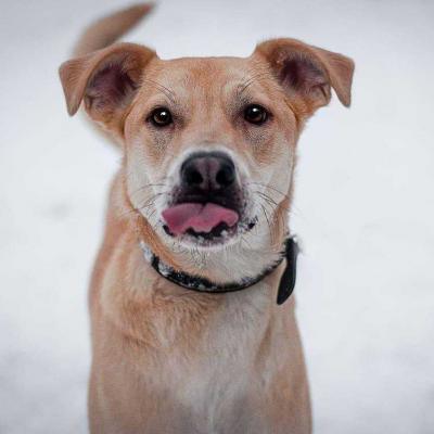 Отдам щенка в добрые руки Лабрадор - Россия, Москва