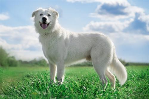 Отдам щенка в добрые руки Метис, Ищет дом молодой и невероятно красивый пёс Норман! - Россия, Москва