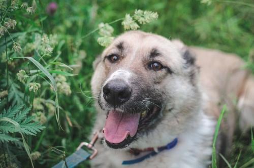 Отдам щенка в добрые руки Метис, Счастье по имени Алиса! Собака для души в поиске семьи! - Россия, Москва