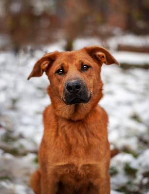 Отдам щенка в добрые руки Лабрадор - Россия, Москва