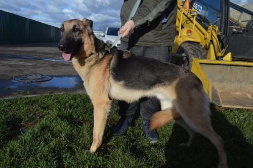 Отдам щенка в добрые руки Метис, Шуша (метис овчарки с борзой) ищет дом! - Россия, Москва