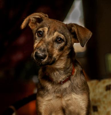 Отдам щенка в добрые руки Метис - Россия, Москва