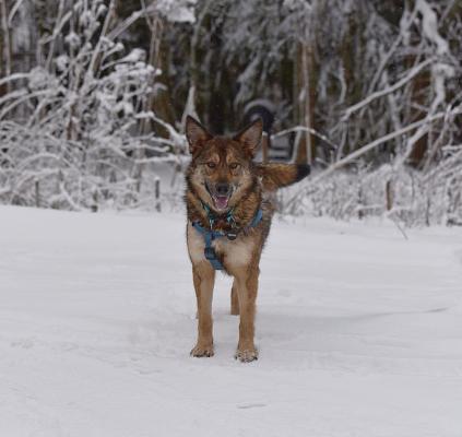 Отдам щенка в добрые руки Метис, Молодая собачка Динга ищет семью. - Россия, Москва