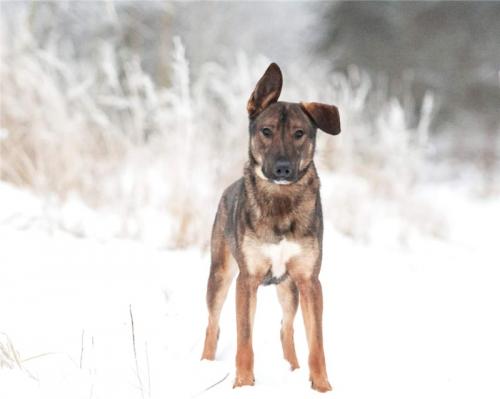 Отдам щенка в добрые руки Метис, Чудесный годовалый пес Элвин ищет семью. - Россия, Москва