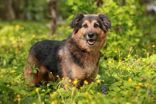Отдам щенка в добрые руки Метис, Добряк Джони! Квартирный, воспитанный песик очень ждёт любящего хозяина! - Россия, Москва