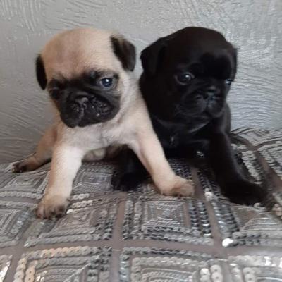 Продам щенка , pug puppies - Канада, Онтарио, Виндзор. Цена 500 долларов