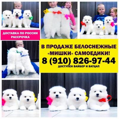 Продам щенка Самоед, самоедская лайка - Россия, Ростов-на-Дону