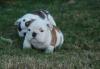 Продам щенка США, Айдахо Английский бульдог, Championship Bloodlines English Bulldog Puppies Call/Text (480) 382-5372