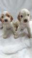 Продам щенка Германия, , Cocker Spaniels