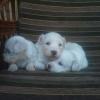 Продам щенка Slovenia, Belgrade Other breed, Coton de tulear