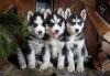 Продам щенка France, Haski, Blue Eyes Siberian Husky Puppies