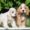 Продам щенка Cyprus, Limassol Cocker Spaniel
