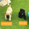 Продам щенка Romania, Alexandria , Cane corso