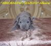 Питомник собак Arkobaleno Selesto