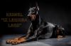 Питомник собак Dobermann & Bullterrier kennel