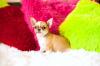 Питомник собак REPUBLIC RUSSO chihuahuas RKF/FCI KENNEL Dog Club show, NDS Екатеринбург