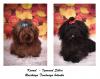 Питомник собак kennel - Izumrud Sibiri - Питомник Изумруд Сибири Новосибирск