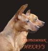 Питомник собак