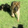Питомник собак AKC And CKC puppies Available