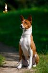 Питомник собак Sunny Pups