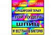 Питомник собак пуделя в Самаре Самара