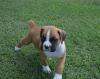Питомник собак Cute Male and Female BOXER puppies available