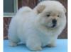 Питомник собак chow chow puppy